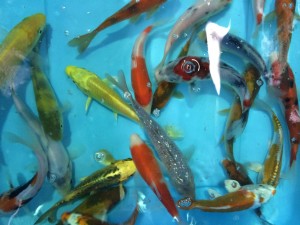 6 inch Japanese Koi // $60 each or 2 for $110 or 3 for $150 // 300 in stock